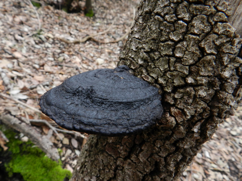 Hexagonia nitida